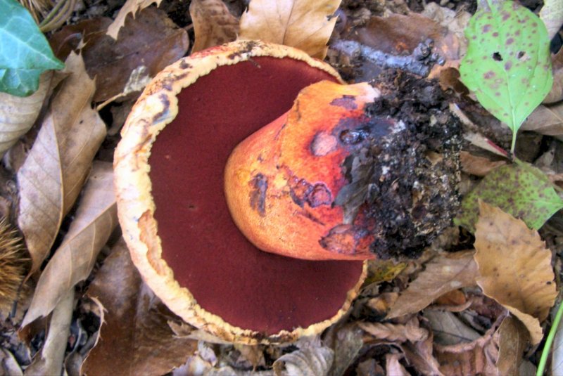 conferma per Boletus rhodoporpureus